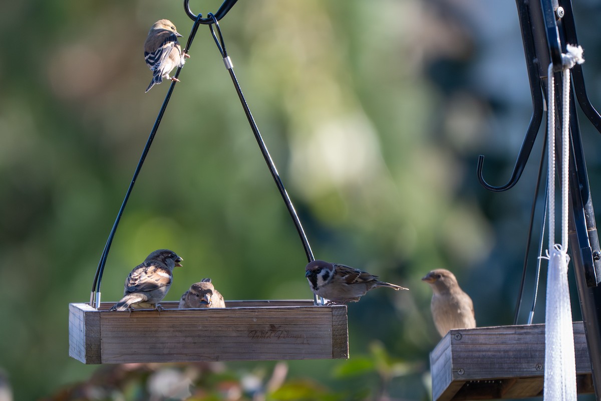 Ağaç Serçesi - ML645067734