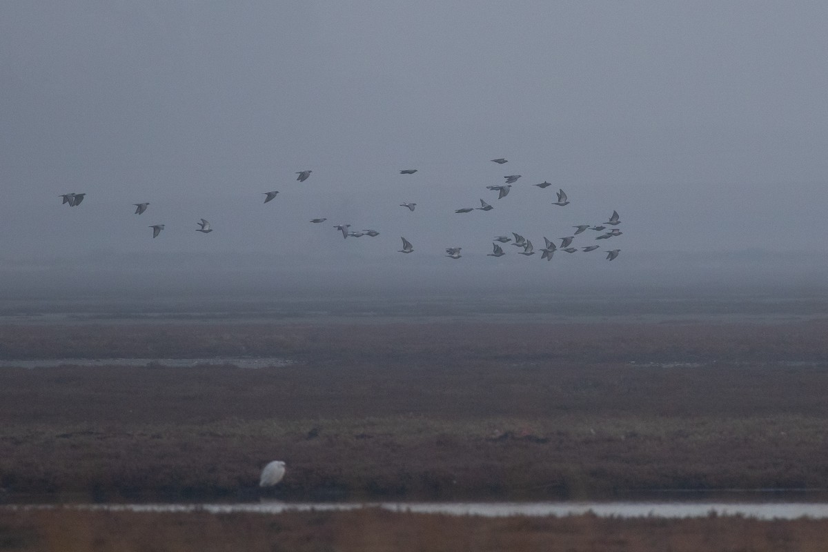 Rock Pigeon - ML645067737