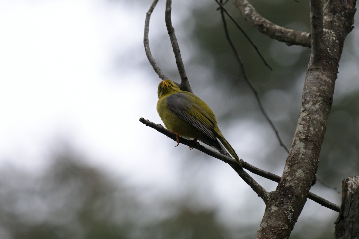 スズミツスイ - ML645067738