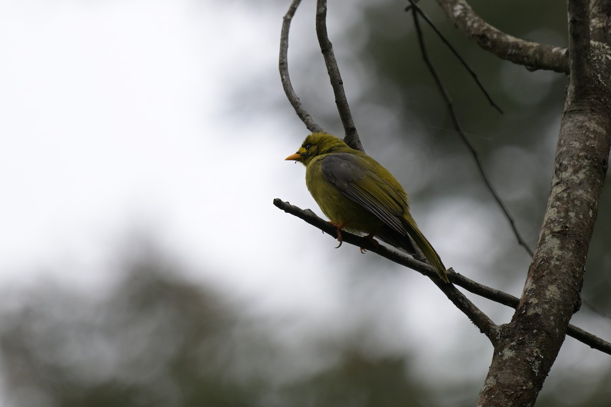 スズミツスイ - ML645067742