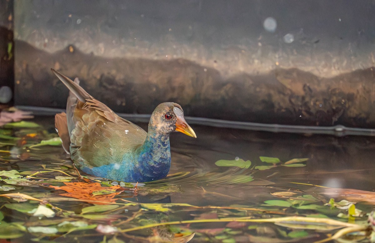 Pollo sultano della Martinica - ML645067746