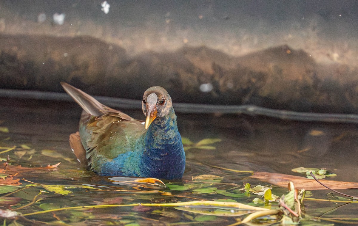 Pollo sultano della Martinica - ML645067752