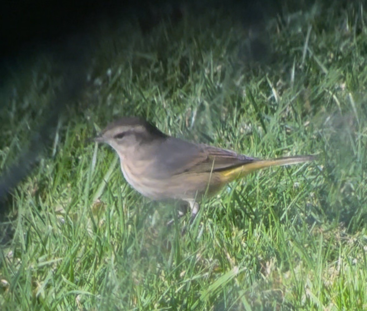 Palm Warbler (Western) - ML645067761