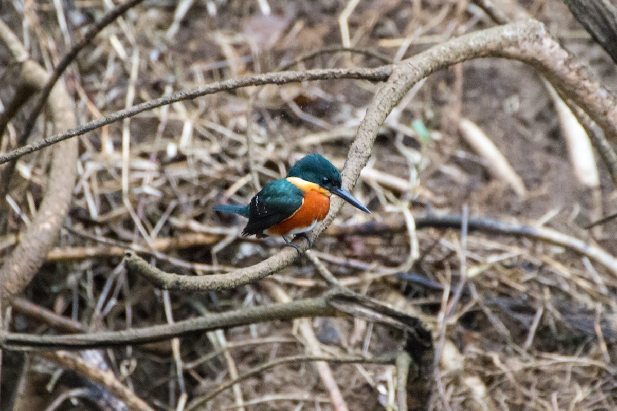 bronseisfugl - ML645067762