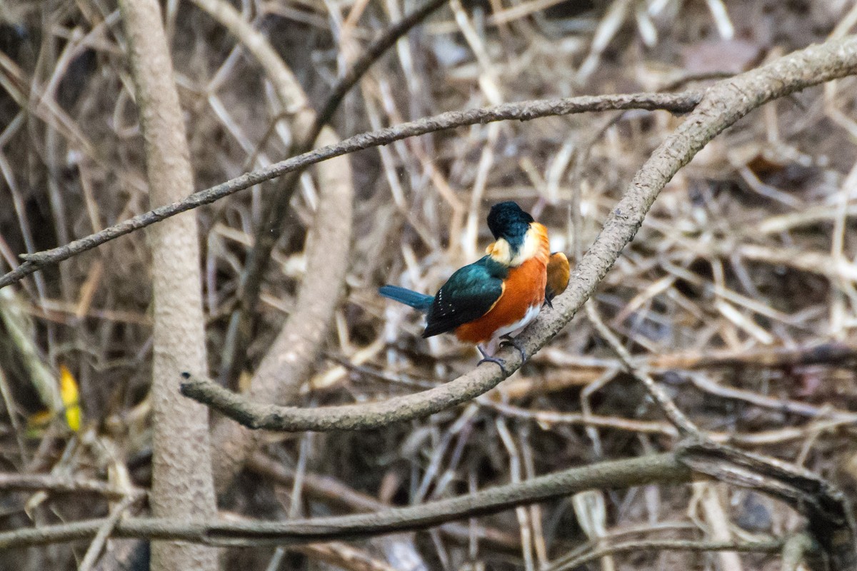 bronseisfugl - ML645067763