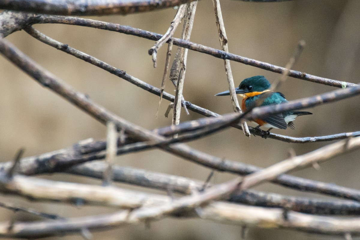 bronseisfugl - ML645067764