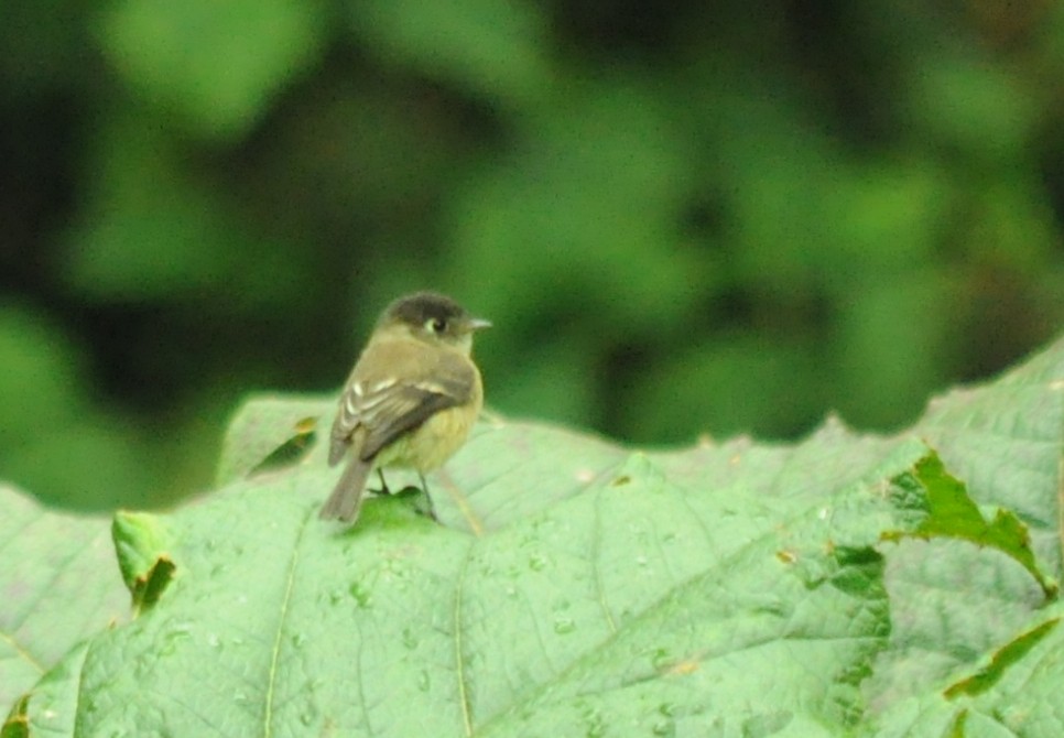 Black-capped Flycatcher - ML645067772