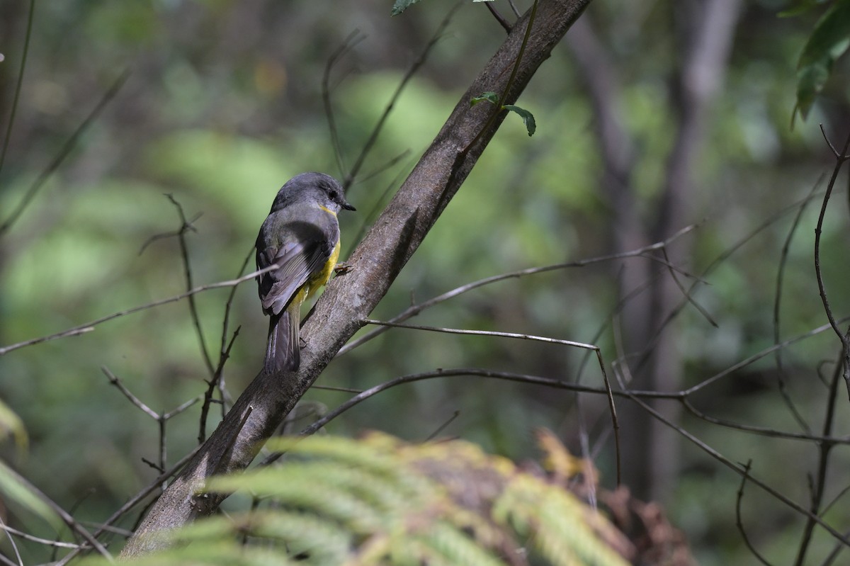 Eastern Yellow Robin - ML645067776