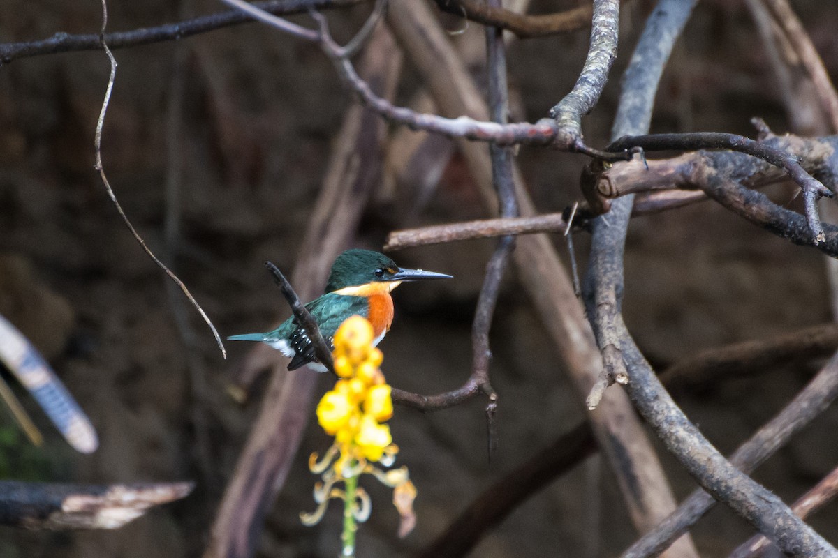 bronseisfugl - ML645067792