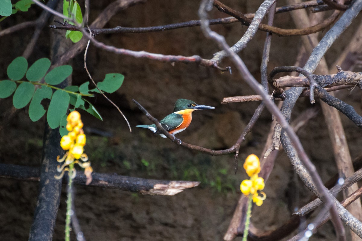 bronseisfugl - ML645067793