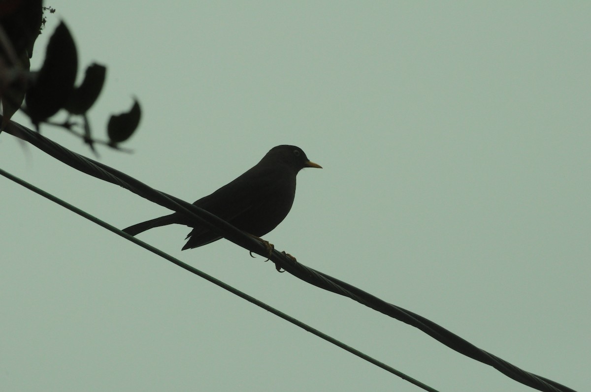 Merle fuligineux - ML645067798