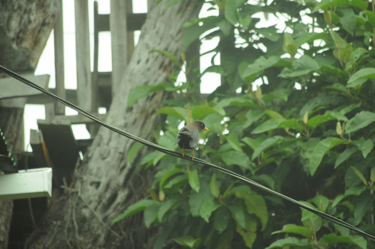 Merle fuligineux - ML645067799