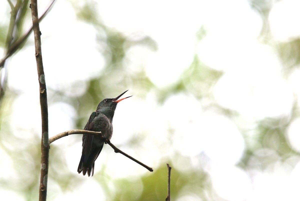 Scaly-breasted Hummingbird - ML645067806