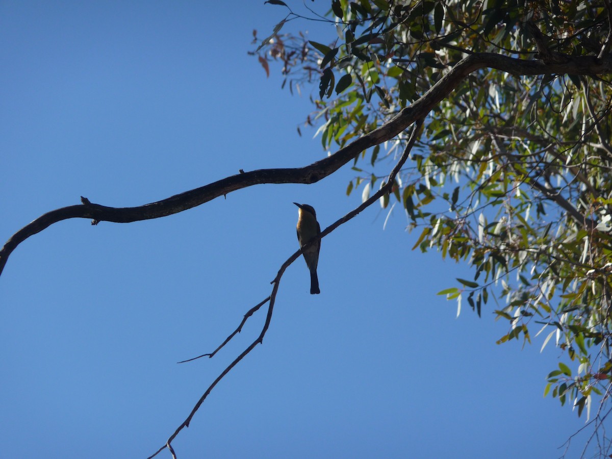 Rainbow Bee-eater - ML645067815