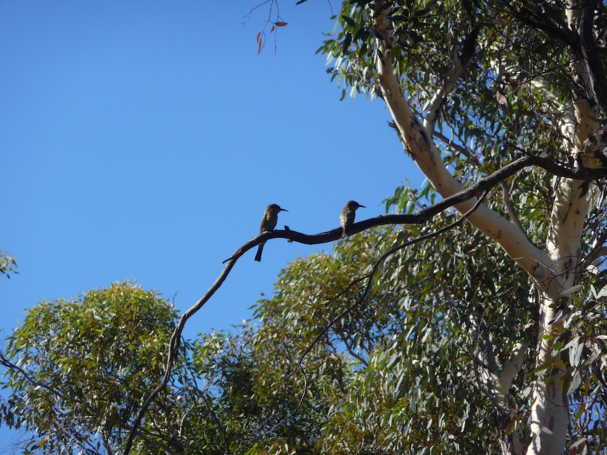 Rainbow Bee-eater - ML645067817