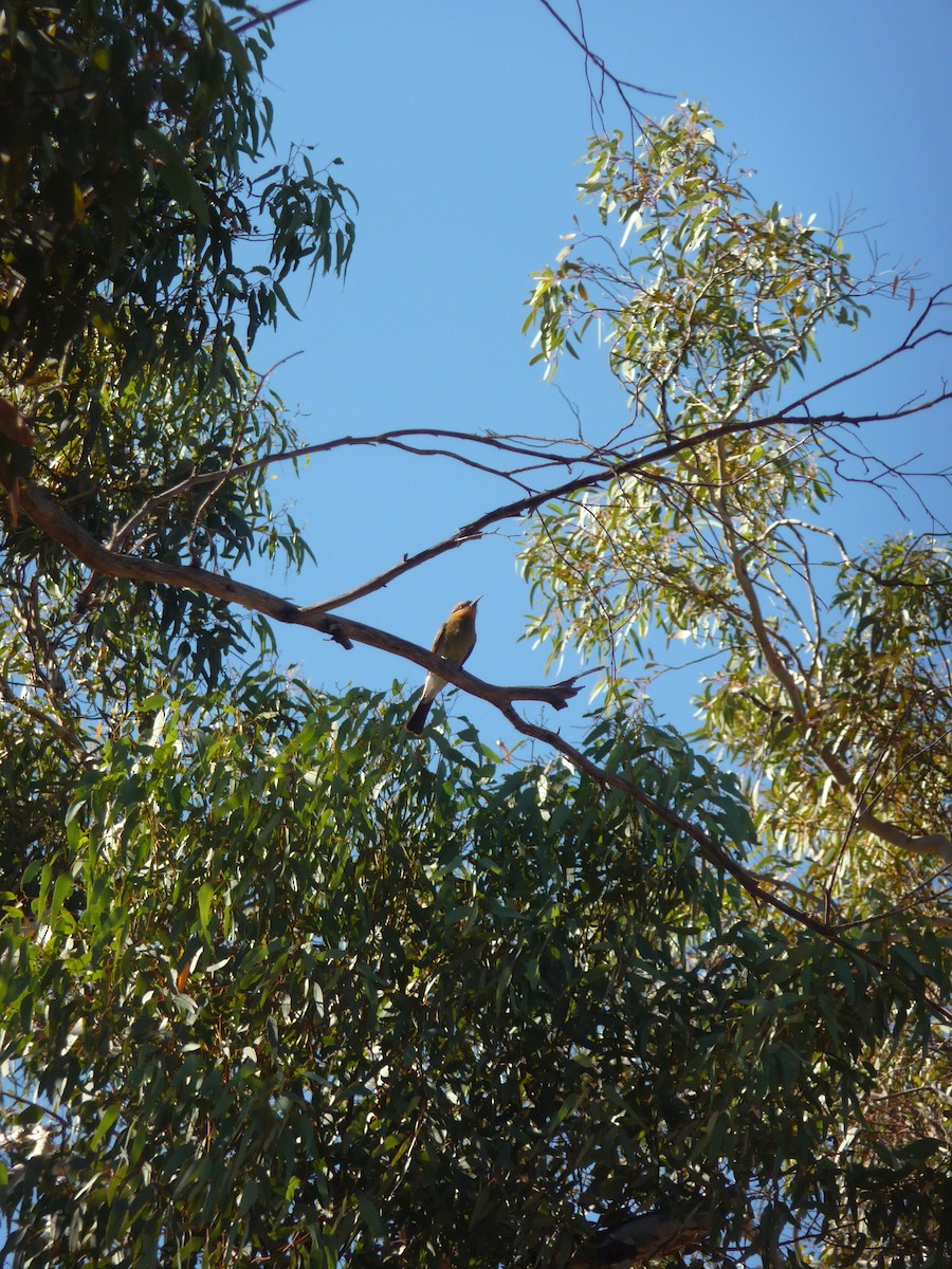 Rainbow Bee-eater - ML645067818