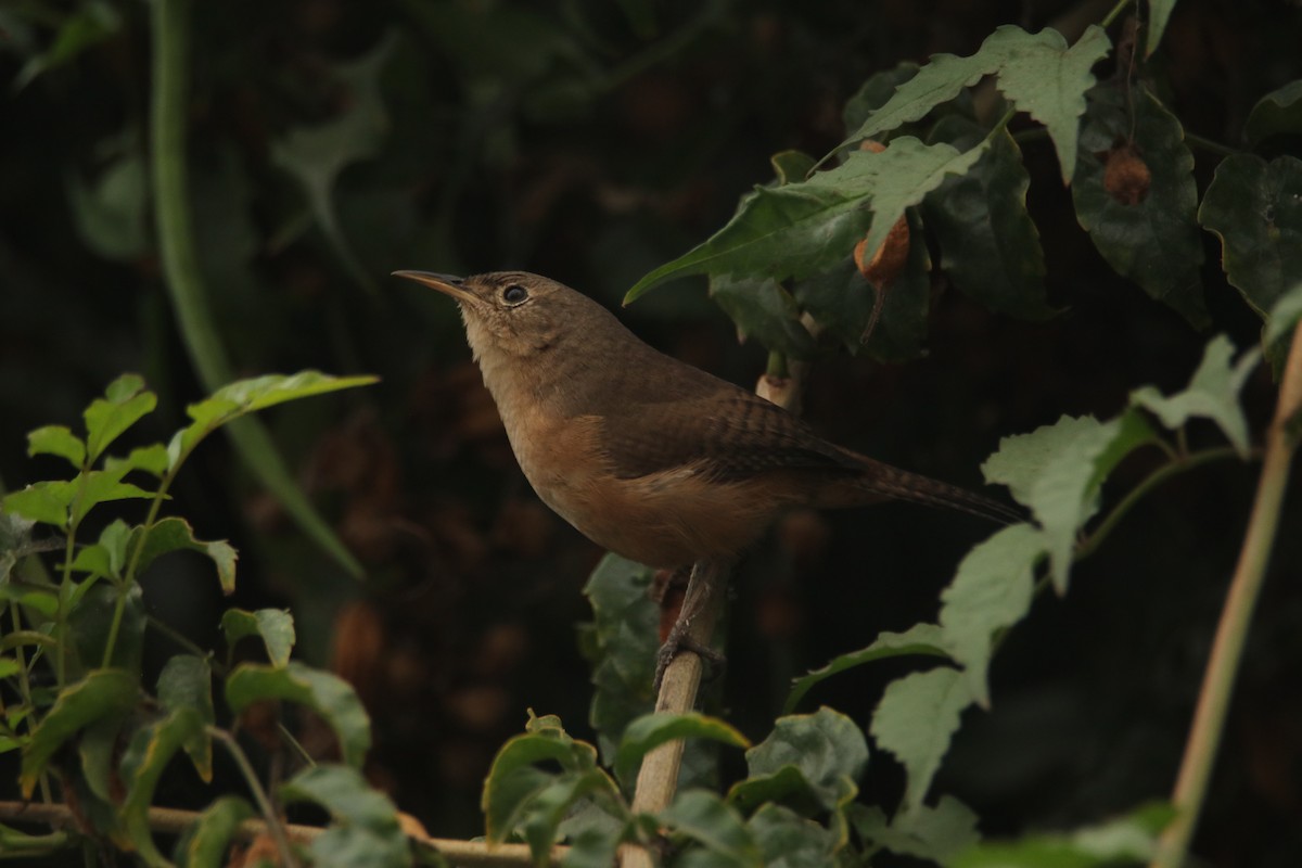 Southern House Wren - ML645067838