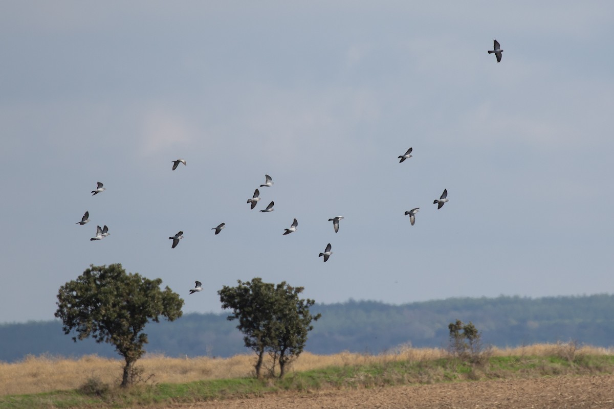 Stock Dove - ML645067839