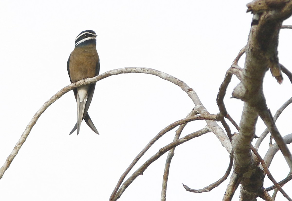 Whiskered Treeswift - ML645067849