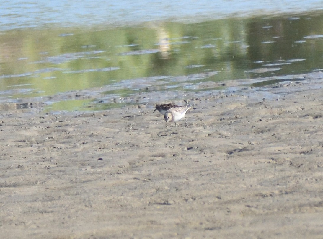 Semipalmated Sandpiper - ML645067856