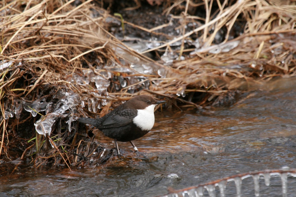 Гялаан омруут харзлай - ML645067867