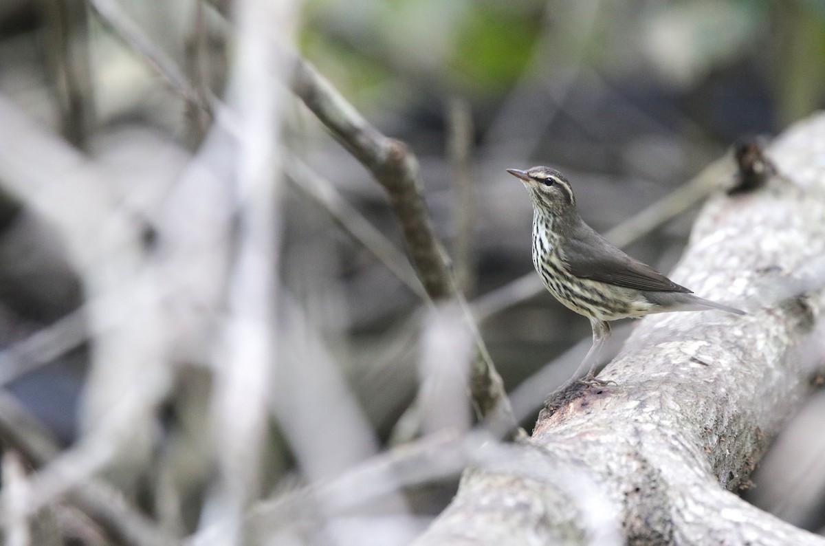Northern Waterthrush - ML645067868