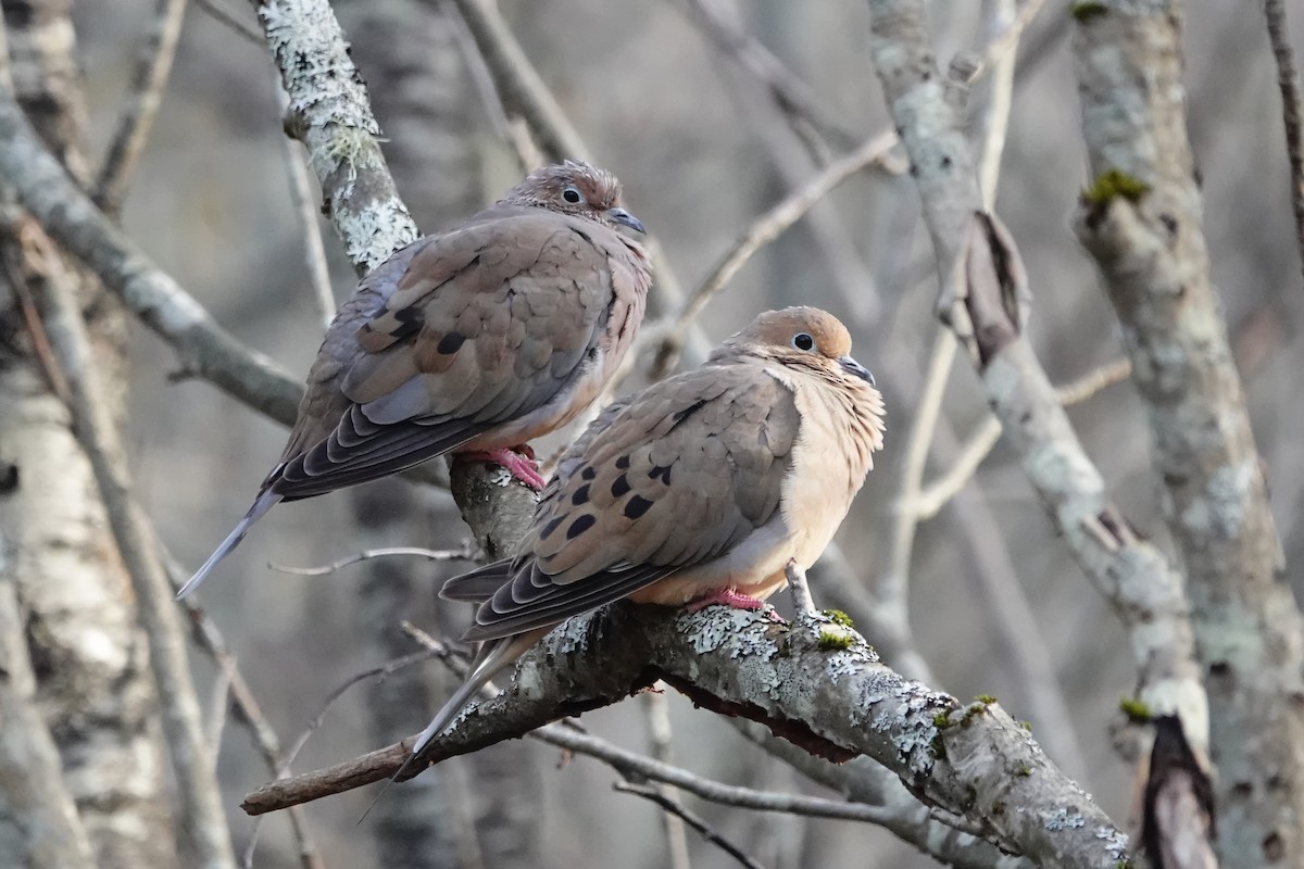 Mourning Dove - ML645067890