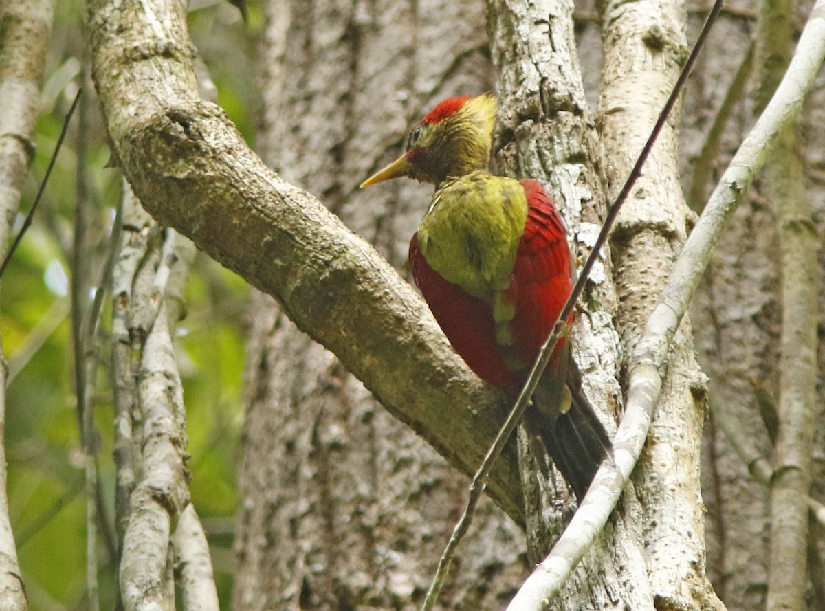 Crimson-winged Woodpecker - ML645067894