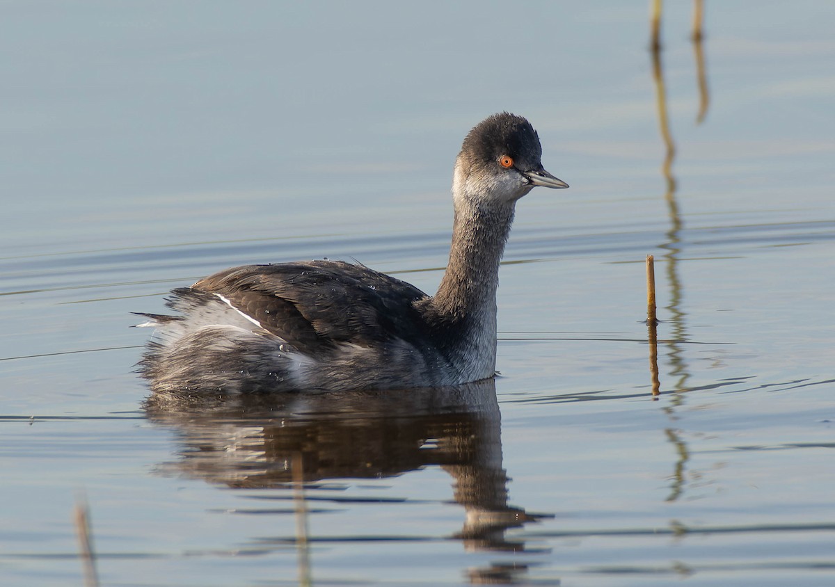 Schwarzhalstaucher - ML645067897