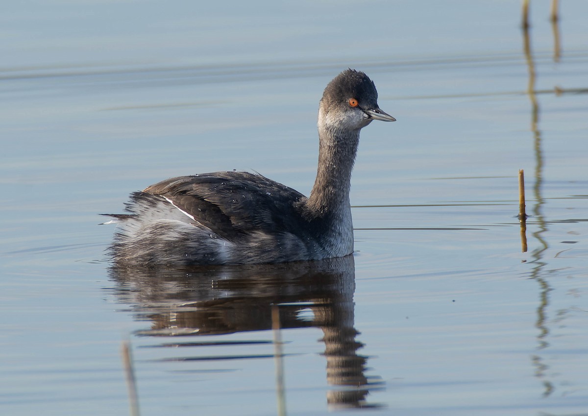 Schwarzhalstaucher - ML645067898