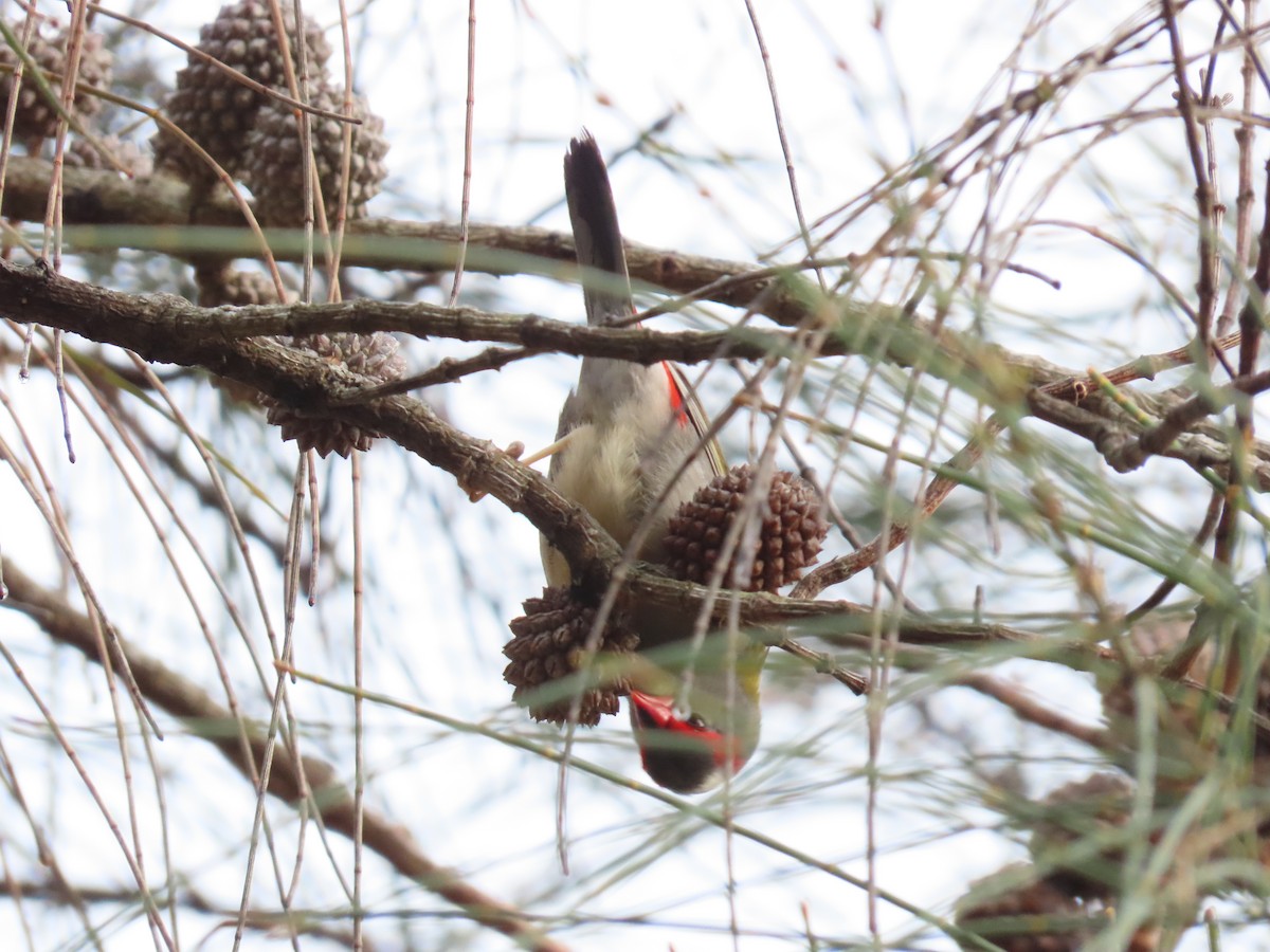 Red-browed Firetail - ML645067899