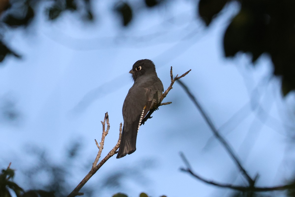 Gartered Violaceous Trogon - ML645067902