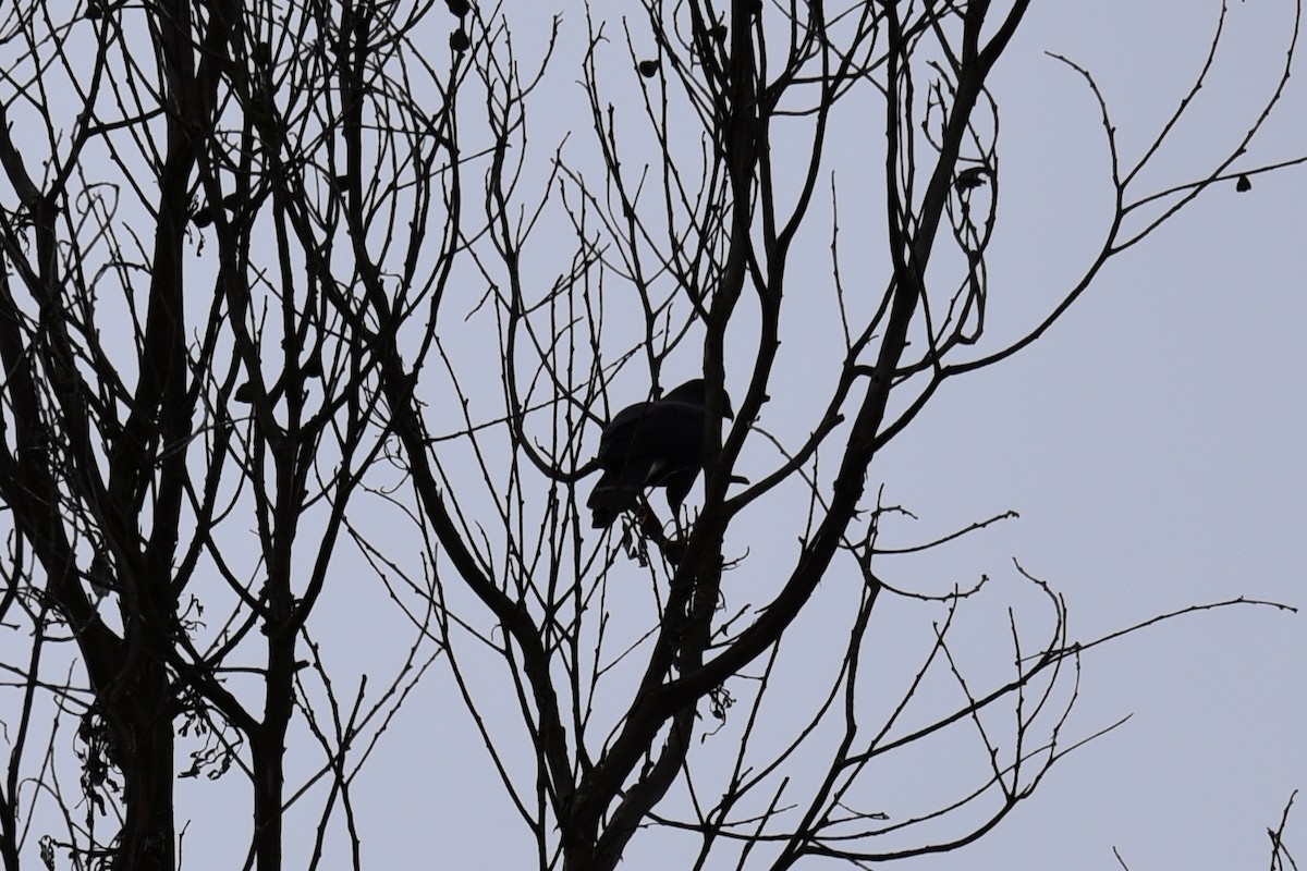 káně bělokostřečná - ML645067916