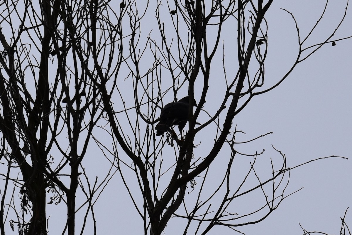 káně bělokostřečná - ML645067917