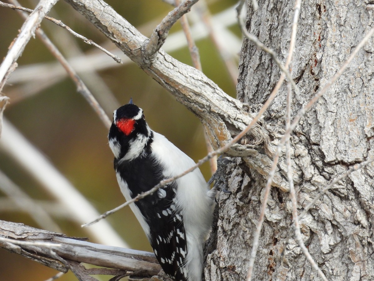Downy Woodpecker - ML645067931