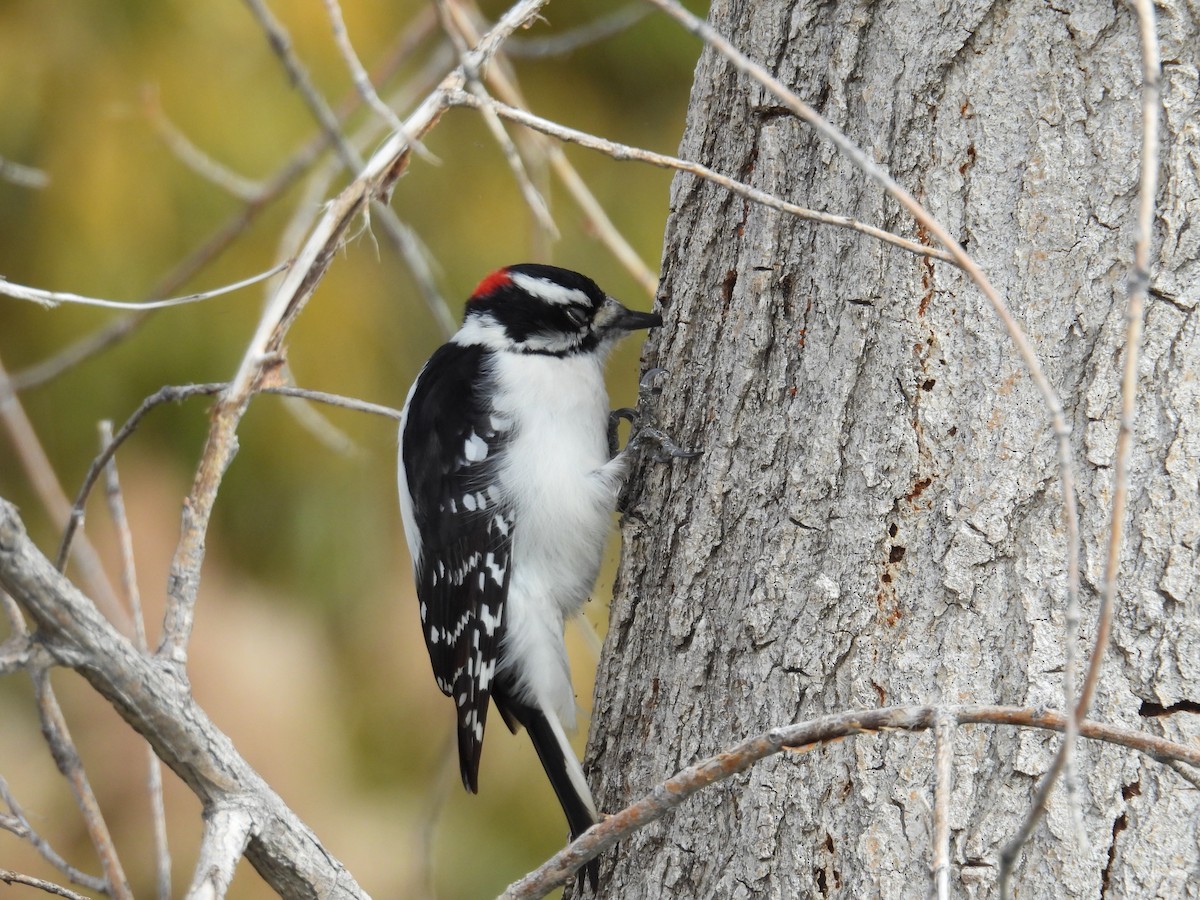 Downy Woodpecker - ML645067932