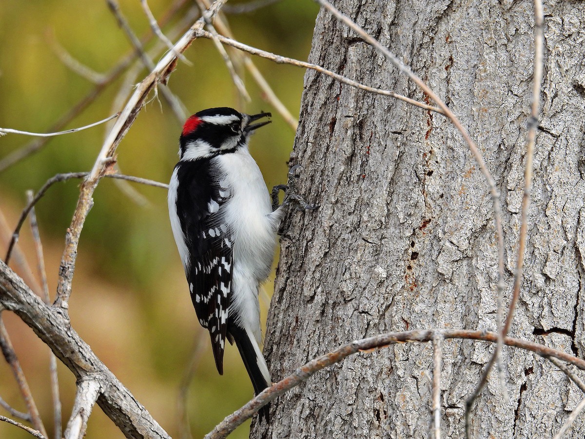 Downy Woodpecker - ML645067933