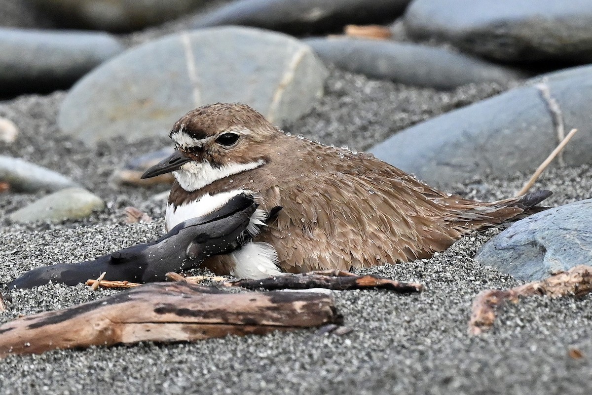 Double-banded Plover - ML645067937
