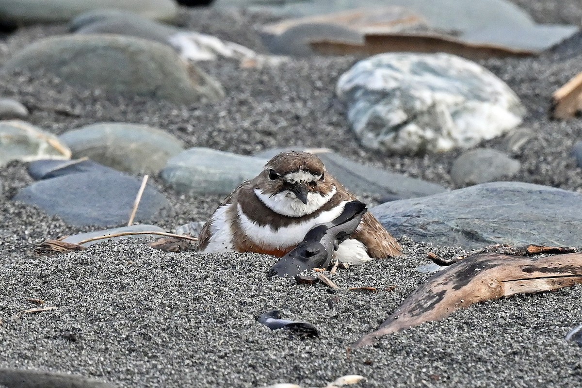 Double-banded Plover - ML645067938