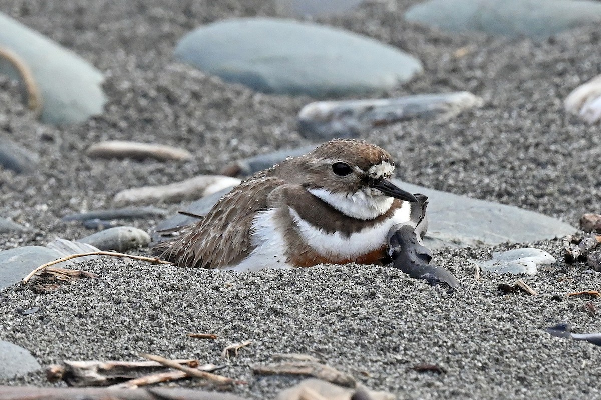 Double-banded Plover - ML645067939