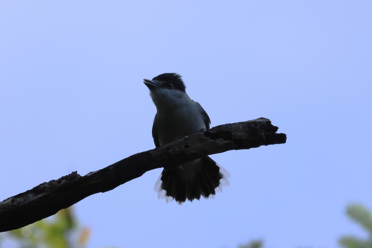 Gray-collared Becard - ML645067941