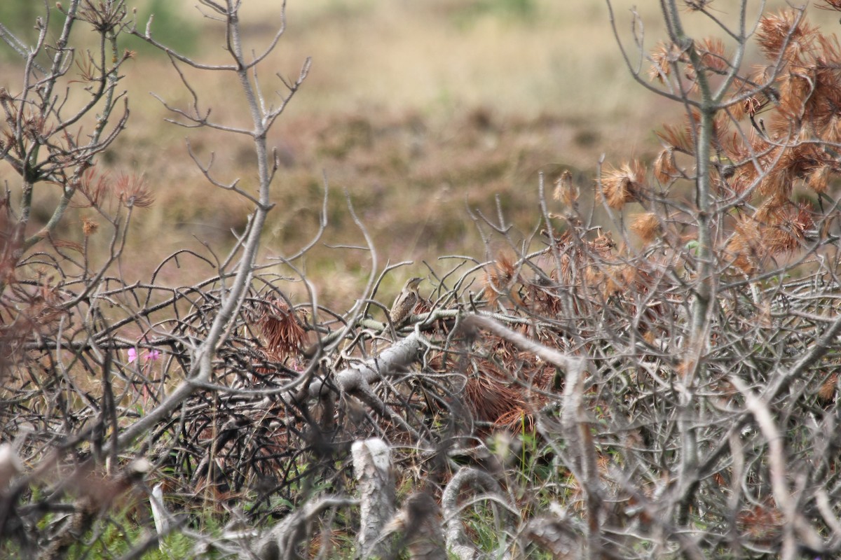 Холтсон гоётуул - ML645067943