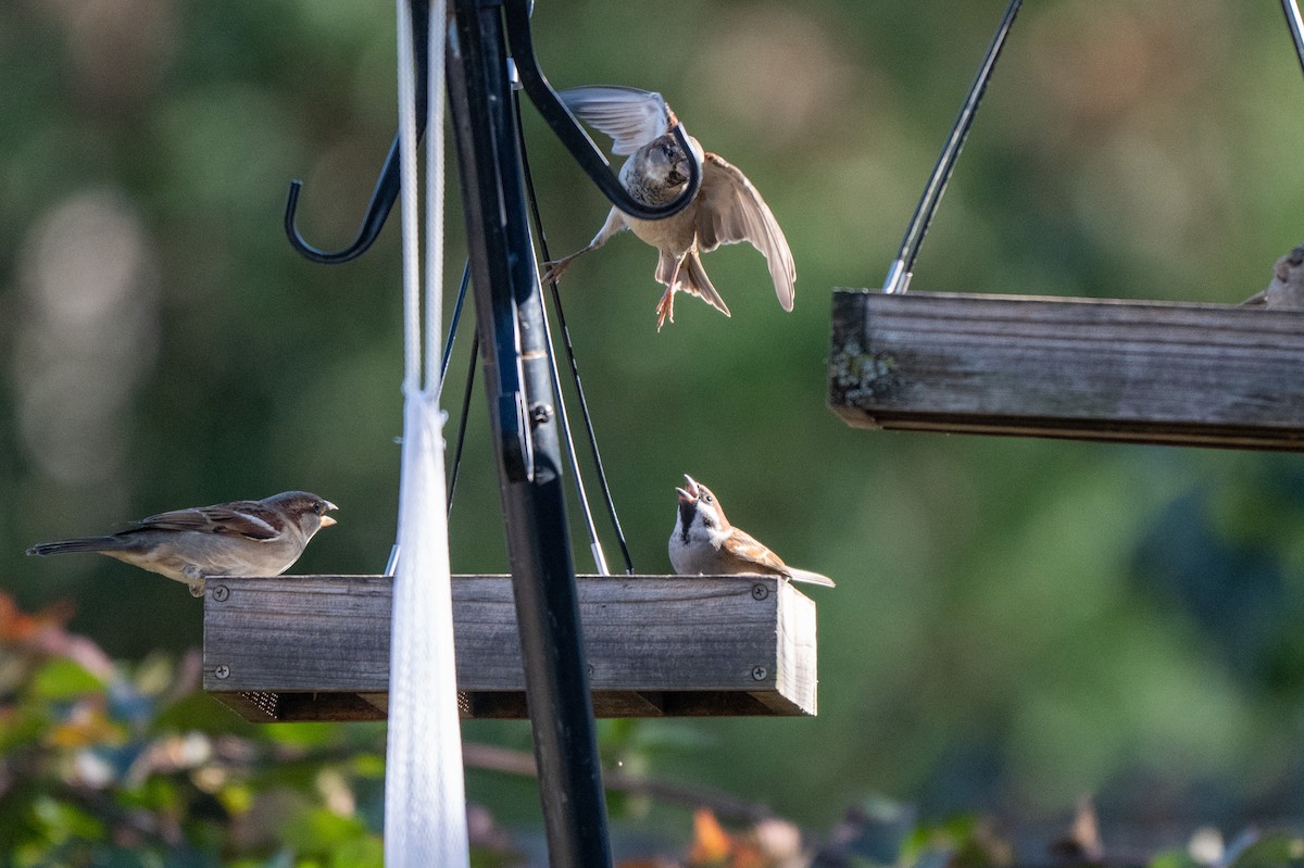 Ağaç Serçesi - ML645067948