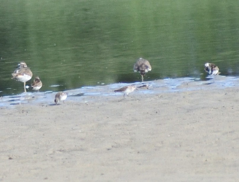 Semipalmated Sandpiper - ML645067953
