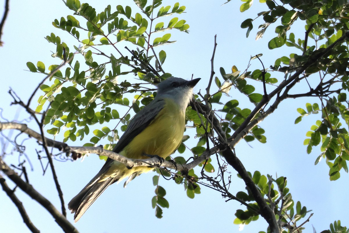Couch's Kingbird - ML645067969