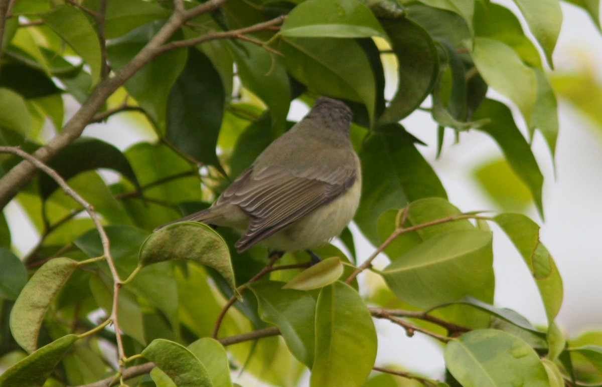 Western Warbling Vireo - ML645067974
