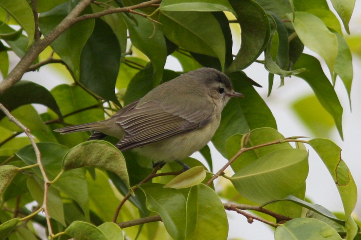 Western Warbling Vireo - ML645067984