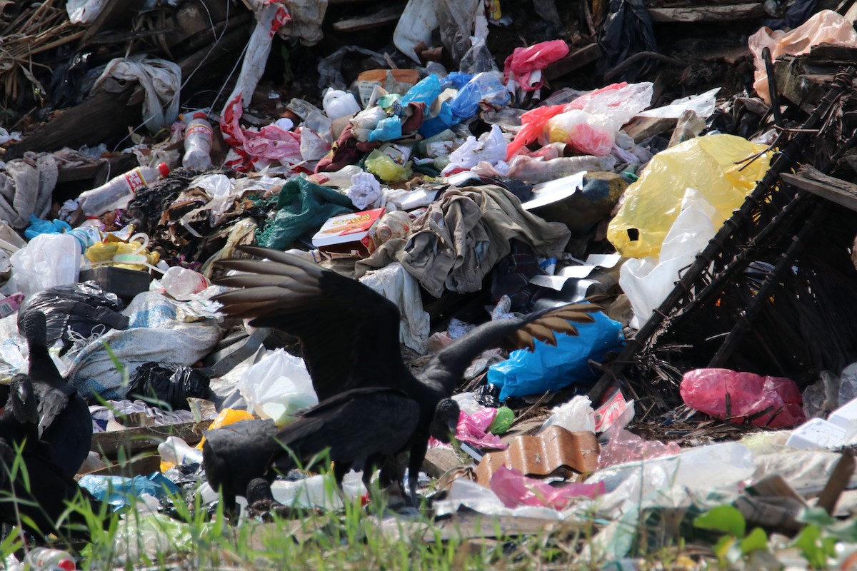 Black Vulture - ML645067988