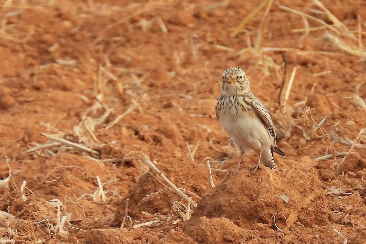 Turkestan Short-toed Lark - ML645067989