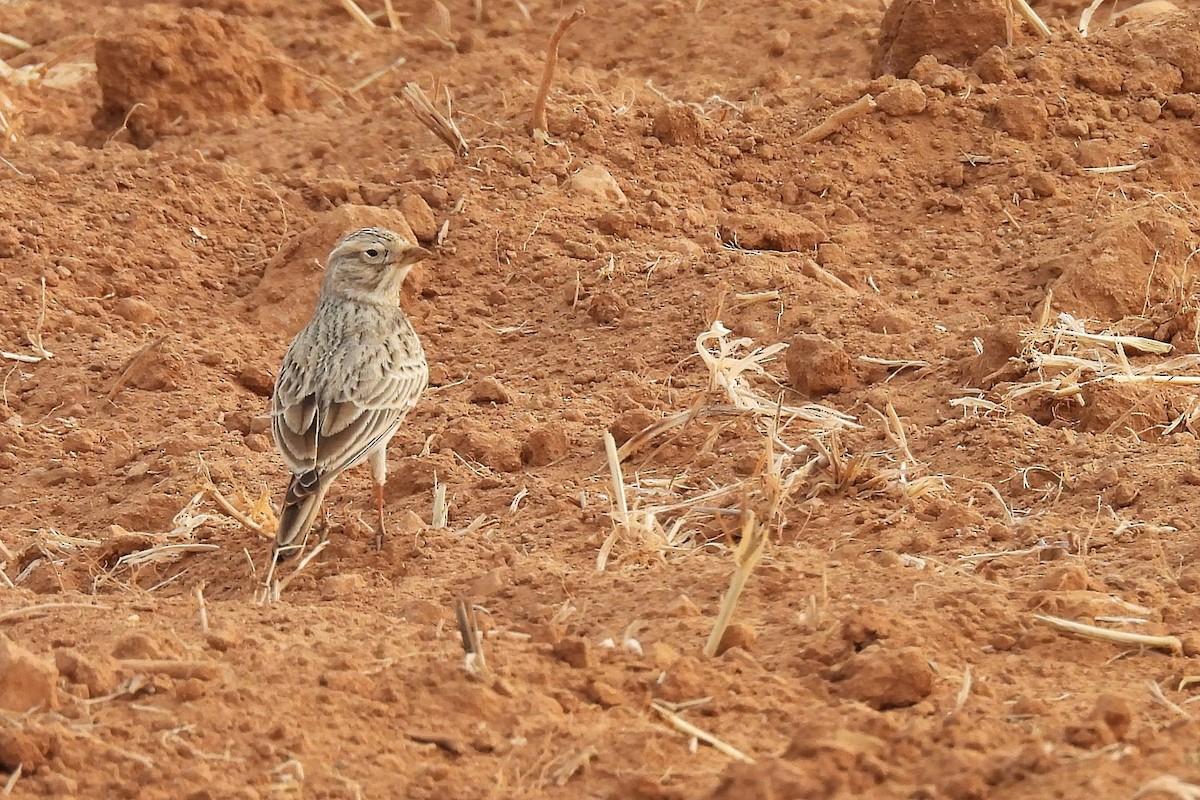 Turkestan Short-toed Lark - ML645067990